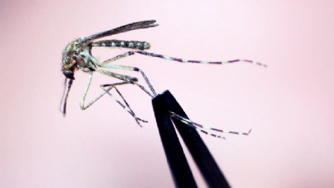 Reportan el primer caso humano del virus del Nilo Occidental en Illinois