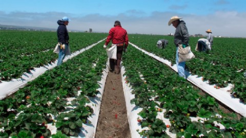 Trabajadores agrícolas de California temen deportaciones masivas