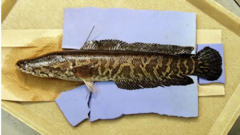 Alerta en Missouri por la aparición del pez cabeza de serpiente, una especie invasora que amenaza al ecosistema