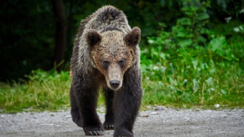 Horror en Arkansas: un oso mató a un campista en un ataque inusual