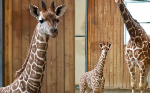 Murió una cría de jirafa tras chocar contra un panel de vidrio en el zoológico de Detroit