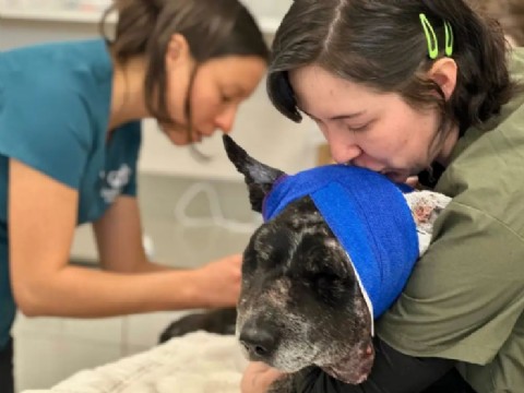 Perra de 12 años enfrentó a un oso y quedó al borde de la muerte tras salvar a toda una granja