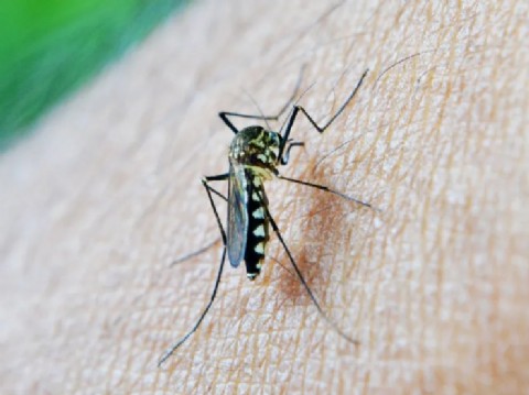 Florida: piden emitir alerta sanitaria por virus del Oropouche en Cuba