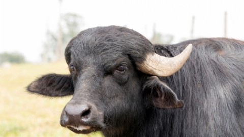 Tragedia en Oklahoma: un agricultor murió tras ser atacado por búfalos de agua recién adquiridos