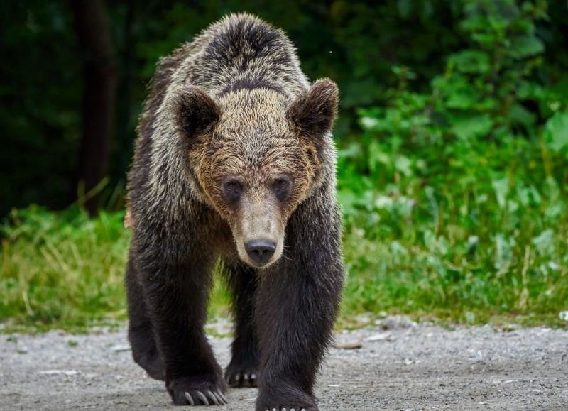 Horror en Arkansas: un oso mató a un campista en un ataque inusual