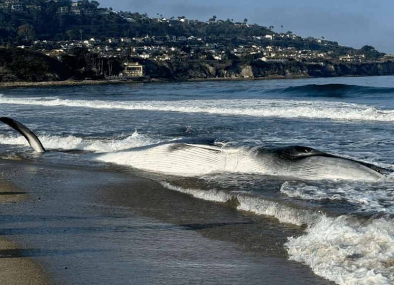 Una ballena muere tras quedar varada en la costa de Torrance Beach