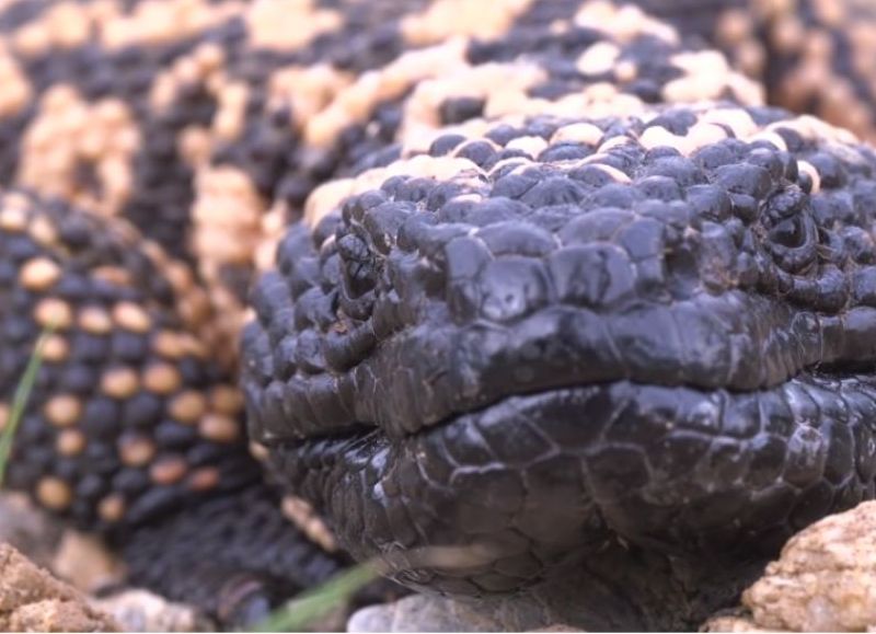 Hombre fallece en Colorado tras ser mordido por su mascota Monstruo de Gila