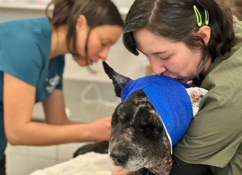 Perra de 12 años enfrentó a un oso y quedó al borde de la muerte tras salvar a toda una granja