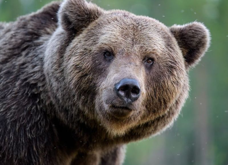 Alaska: una mujer atacada por un oso en Kenai permanece hospitalizada