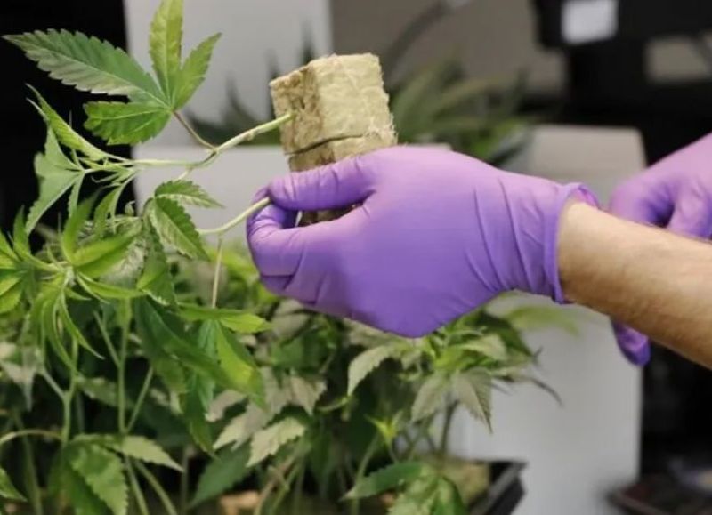 El Senado de Florida aprueba la regulación a productos de cáñamo, familia de la marihuana